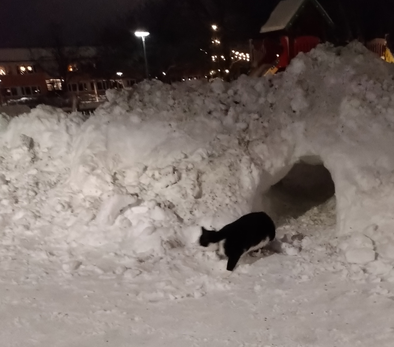 En svart og hvit katt som går ut av en snøgrotte