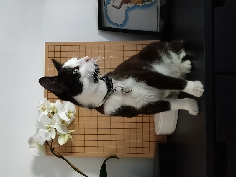 En svart og hvit katt som står på en svart møbel. I bakgrunnen kan man se et Go-brett og et bilde med omrisset på Afrika.